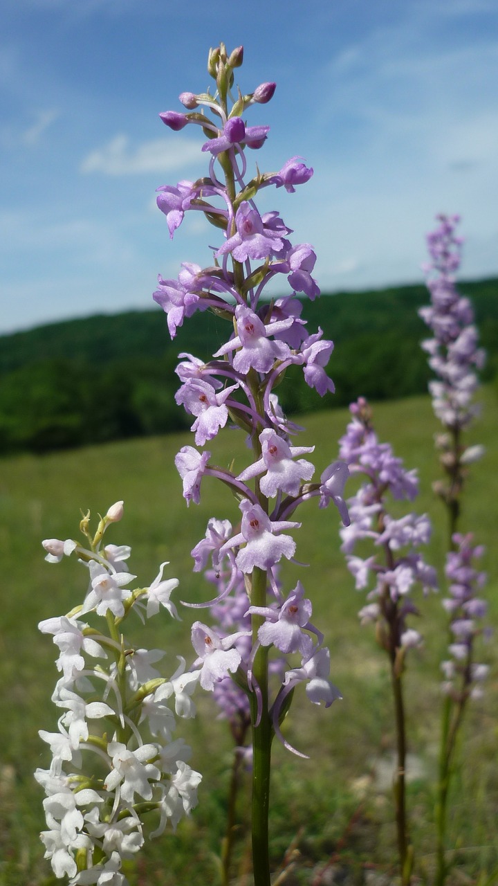 mosquito-fragrant orchid german orchid next free photo