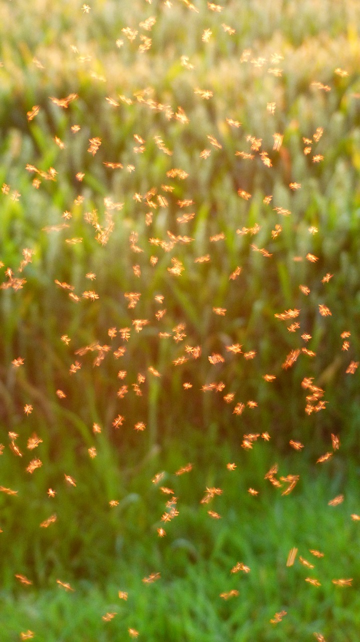 mosquito swarm swarm mosquitoes free photo