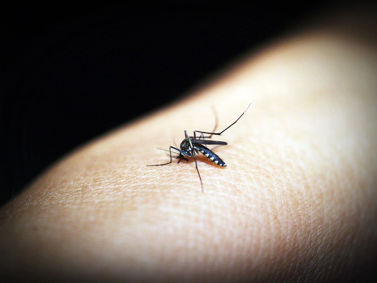 mosquito malaria gnat free photo