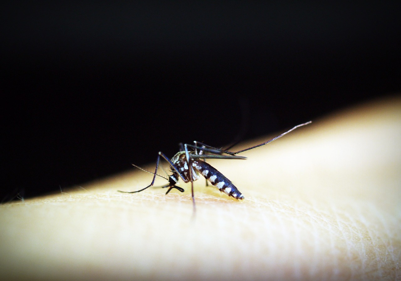 mosquito malaria gnat free photo