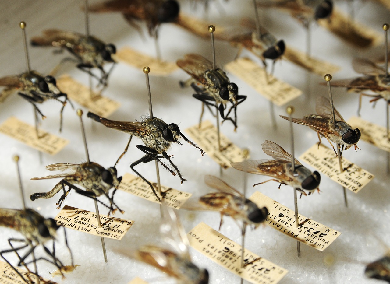 mosquitoes entomology bugs free photo