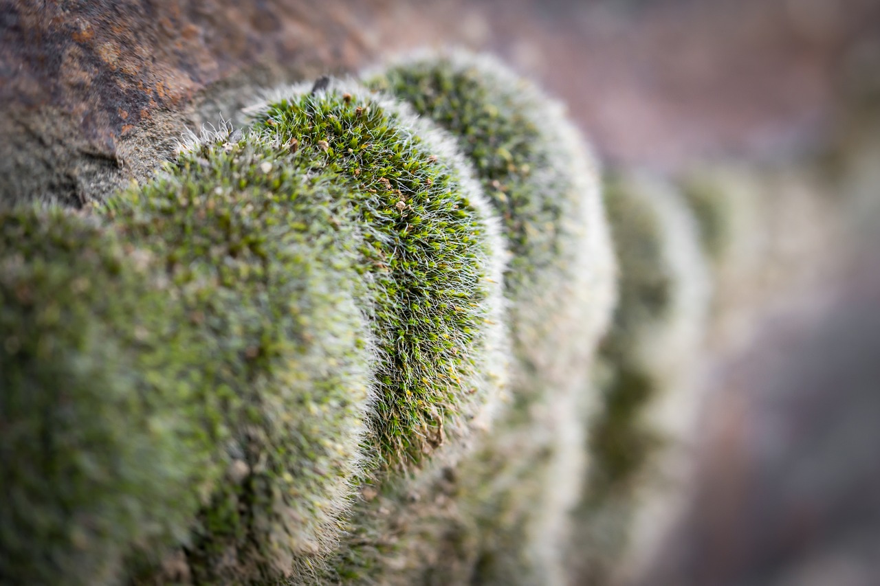 moss wall green free photo