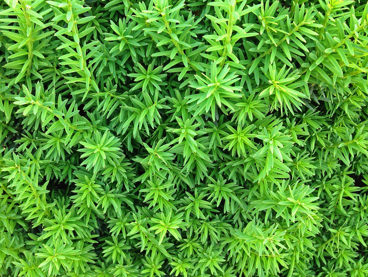 moss green nature free photo