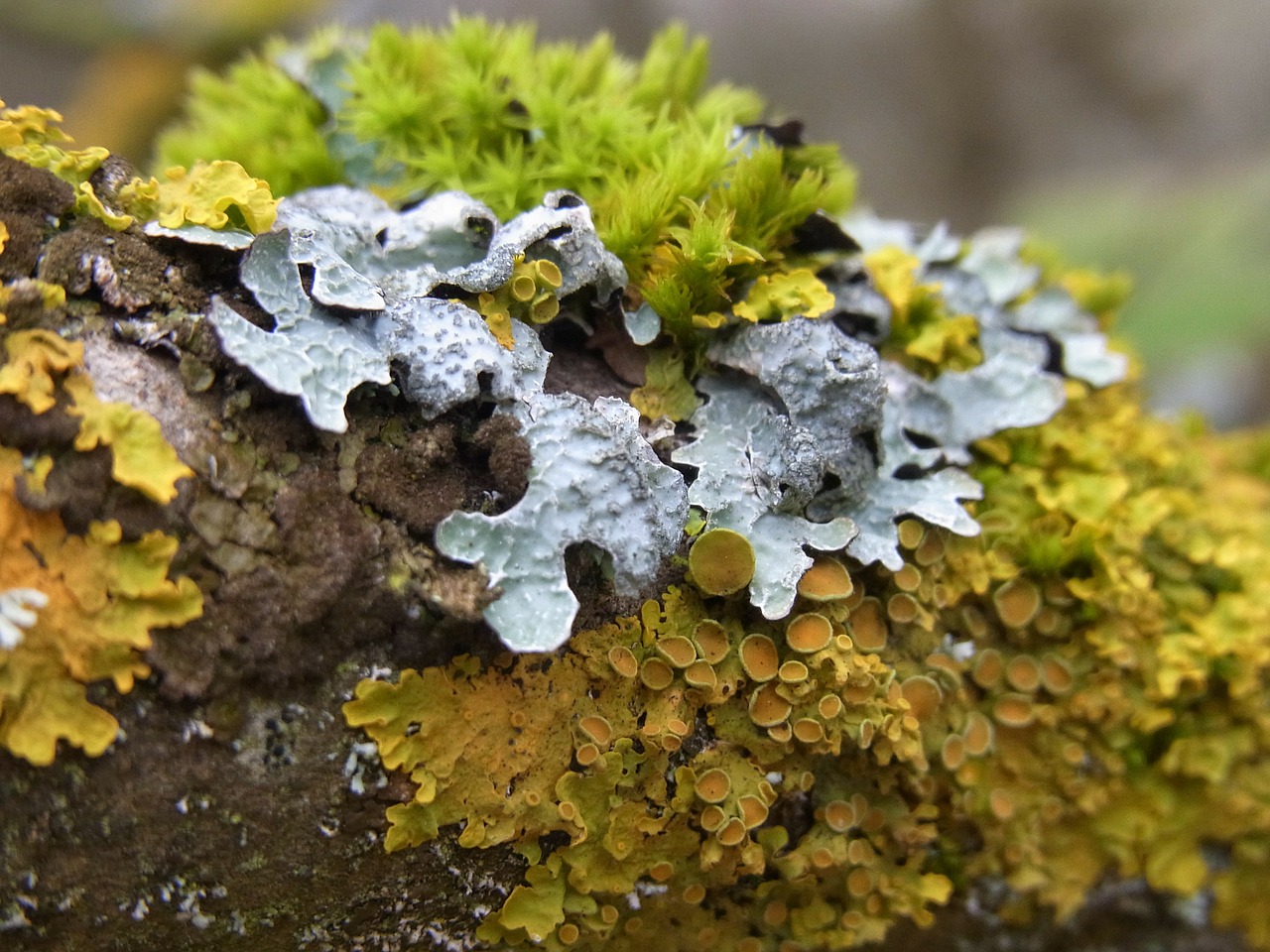 moss plant green free photo