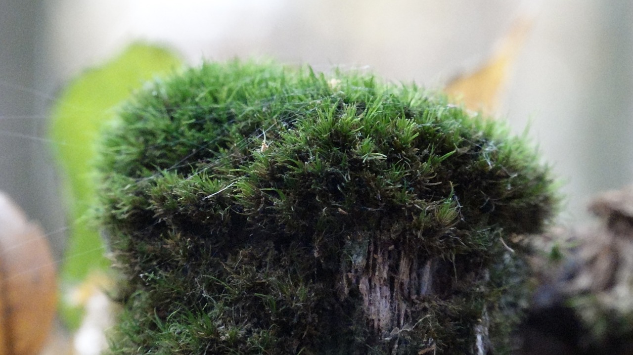 moss nature plant free photo