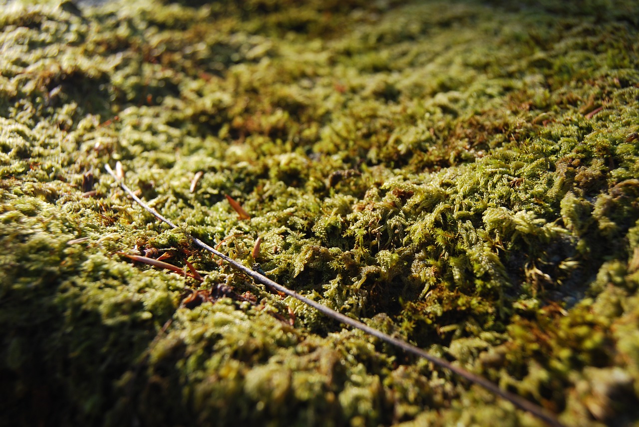 moss forest nature free photo