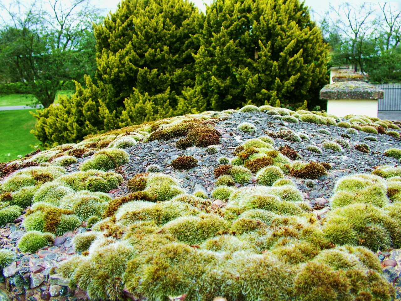 moss algae green free photo