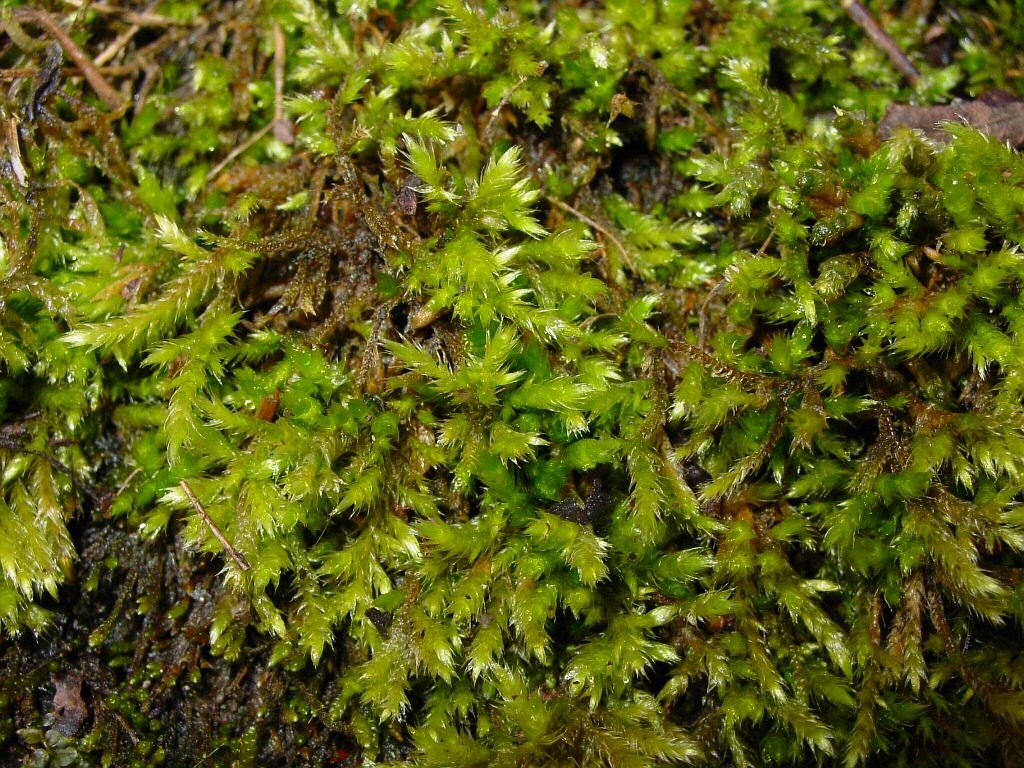moss juicy wet free photo