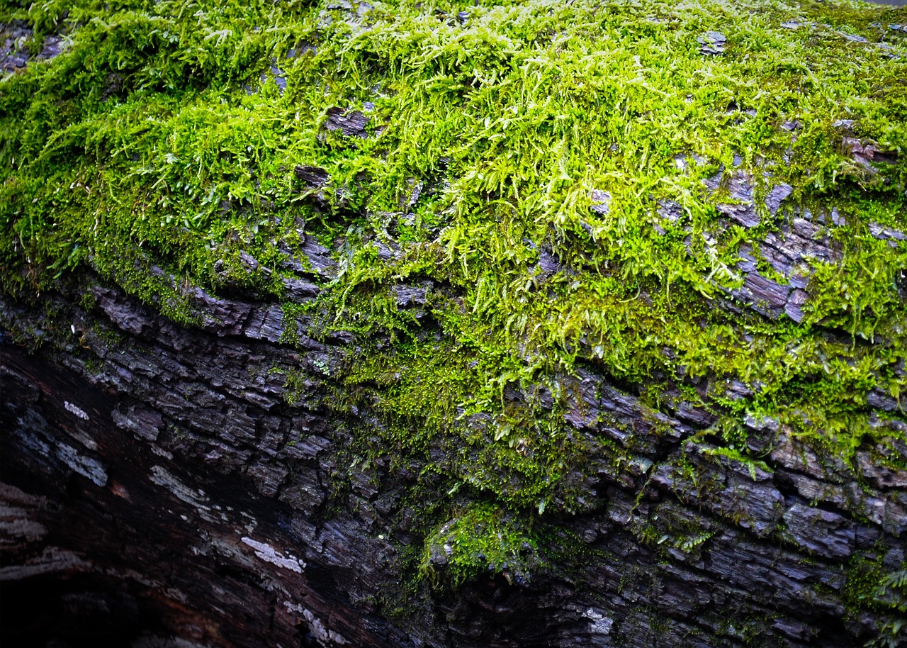 moss log green free photo