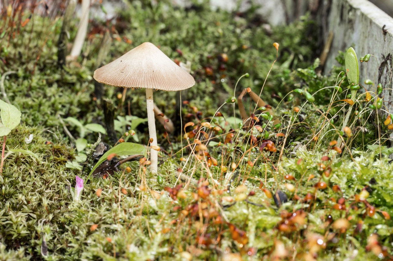 moss mushroom nature free photo