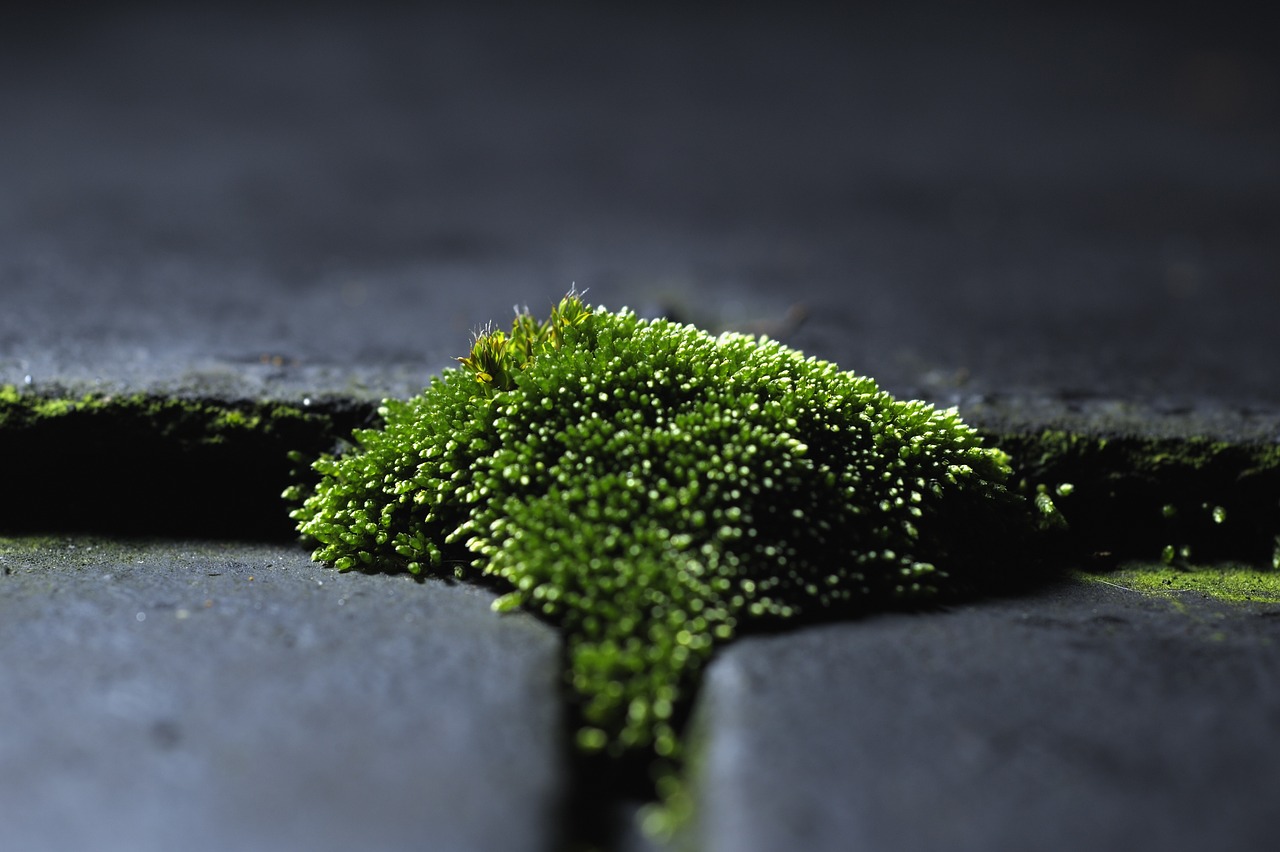 moss green moss on the roof free photo