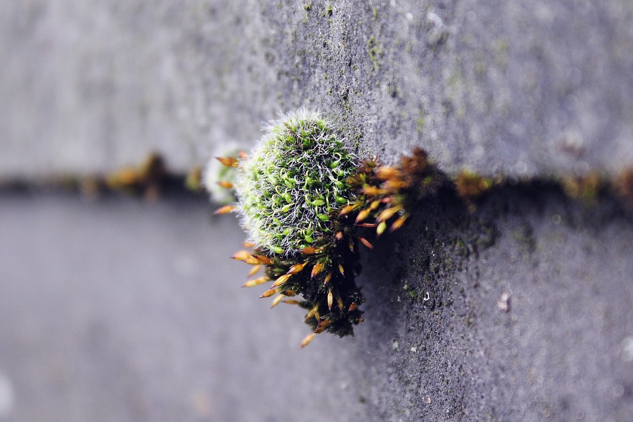 moss wall nature free photo