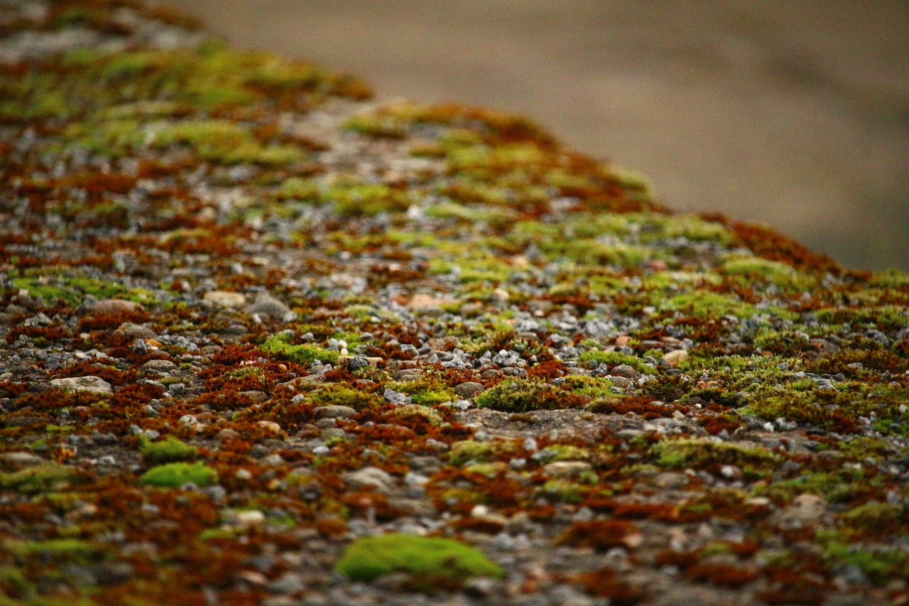 moss lichen stone wall free photo