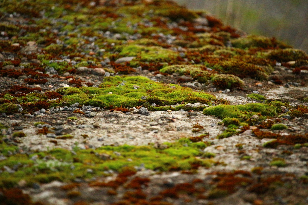 moss lichen stone wall free photo