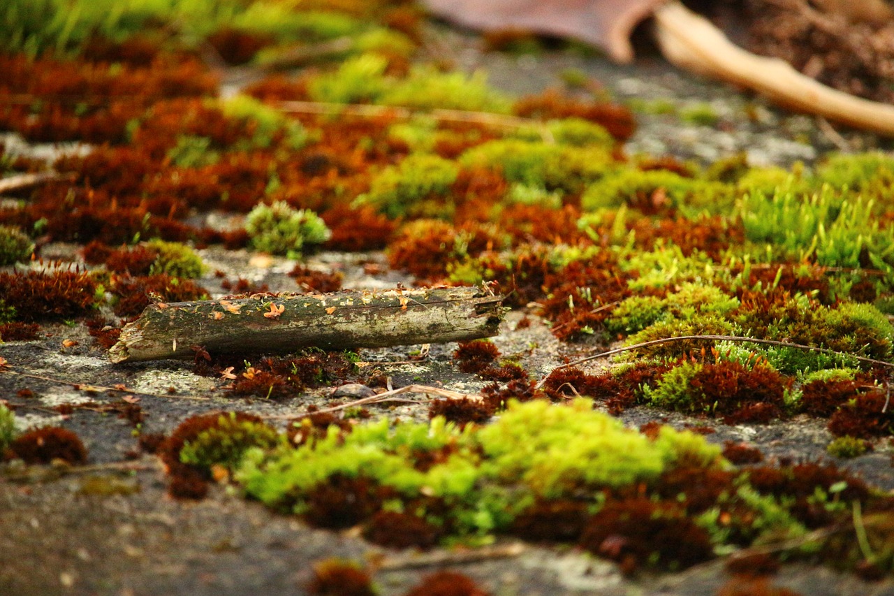 moss lichen stone wall free photo