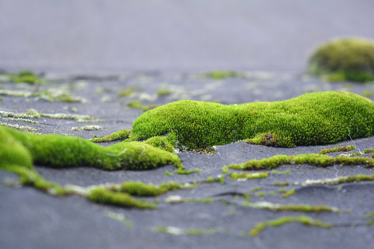 moss lichen greens free photo