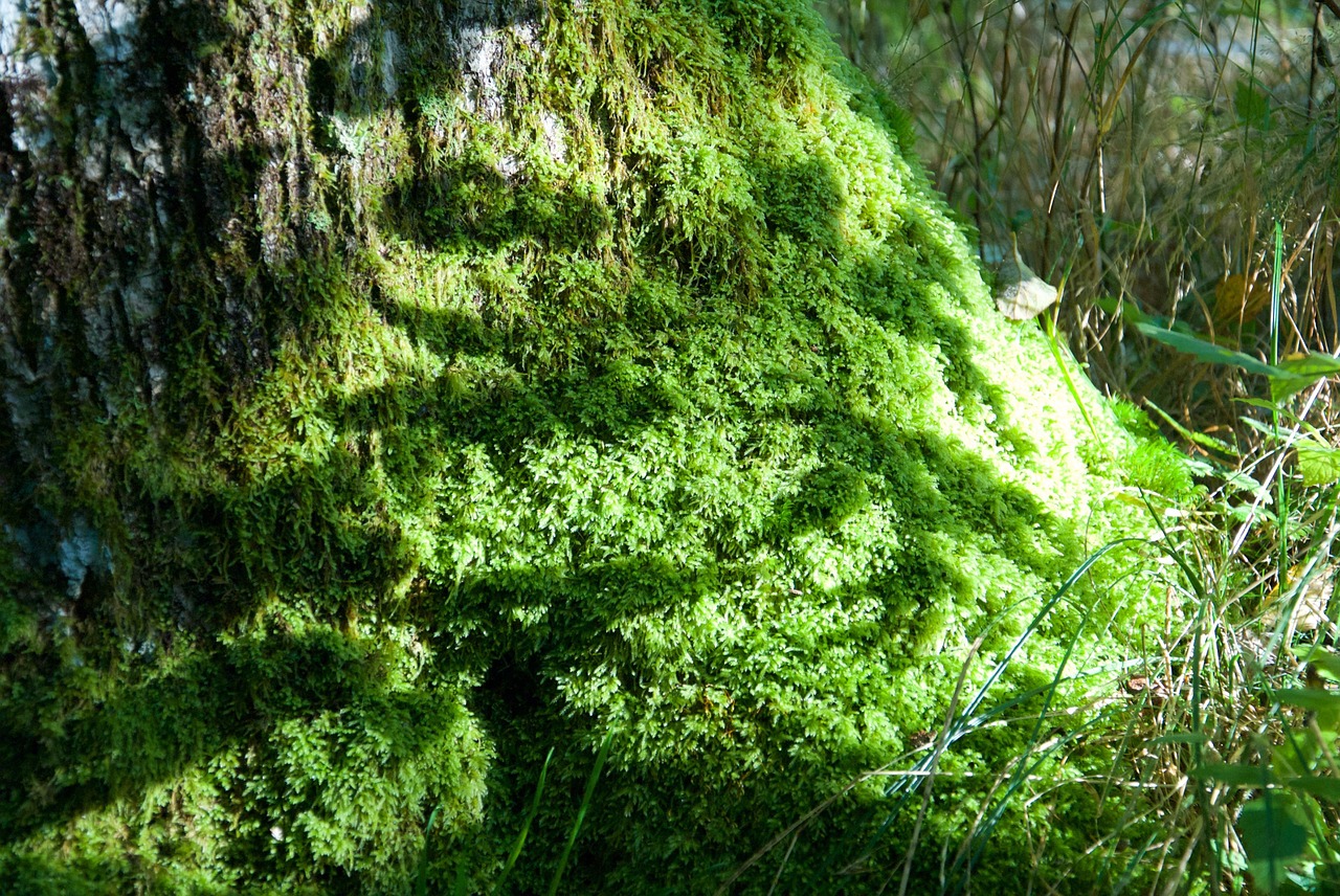 moss forest nature free photo