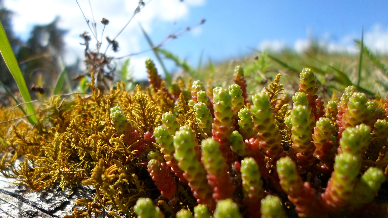 moss green summer free photo