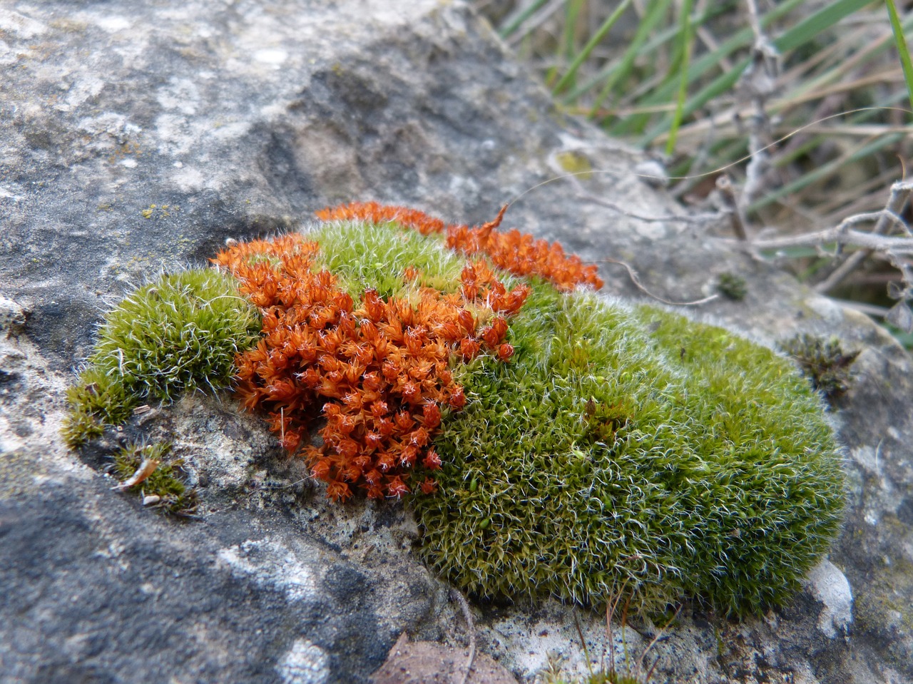 moss lichen detail free photo