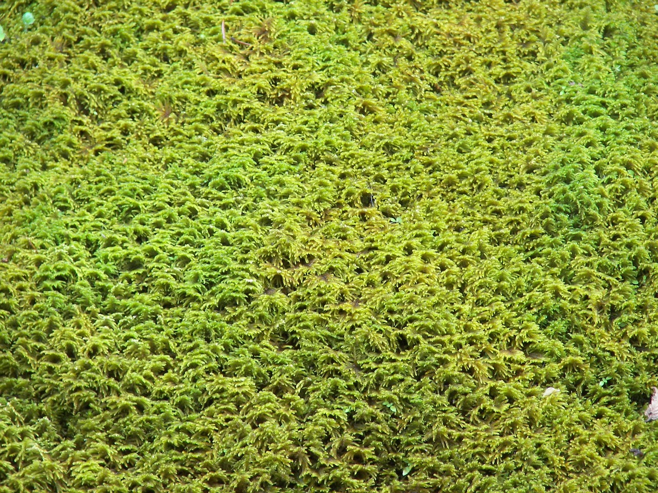 moss structure yellow green free photo