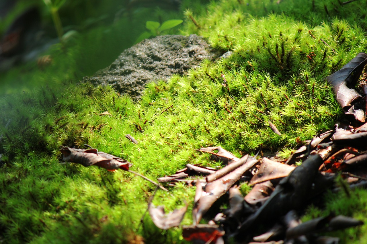 moss green sunlight free photo