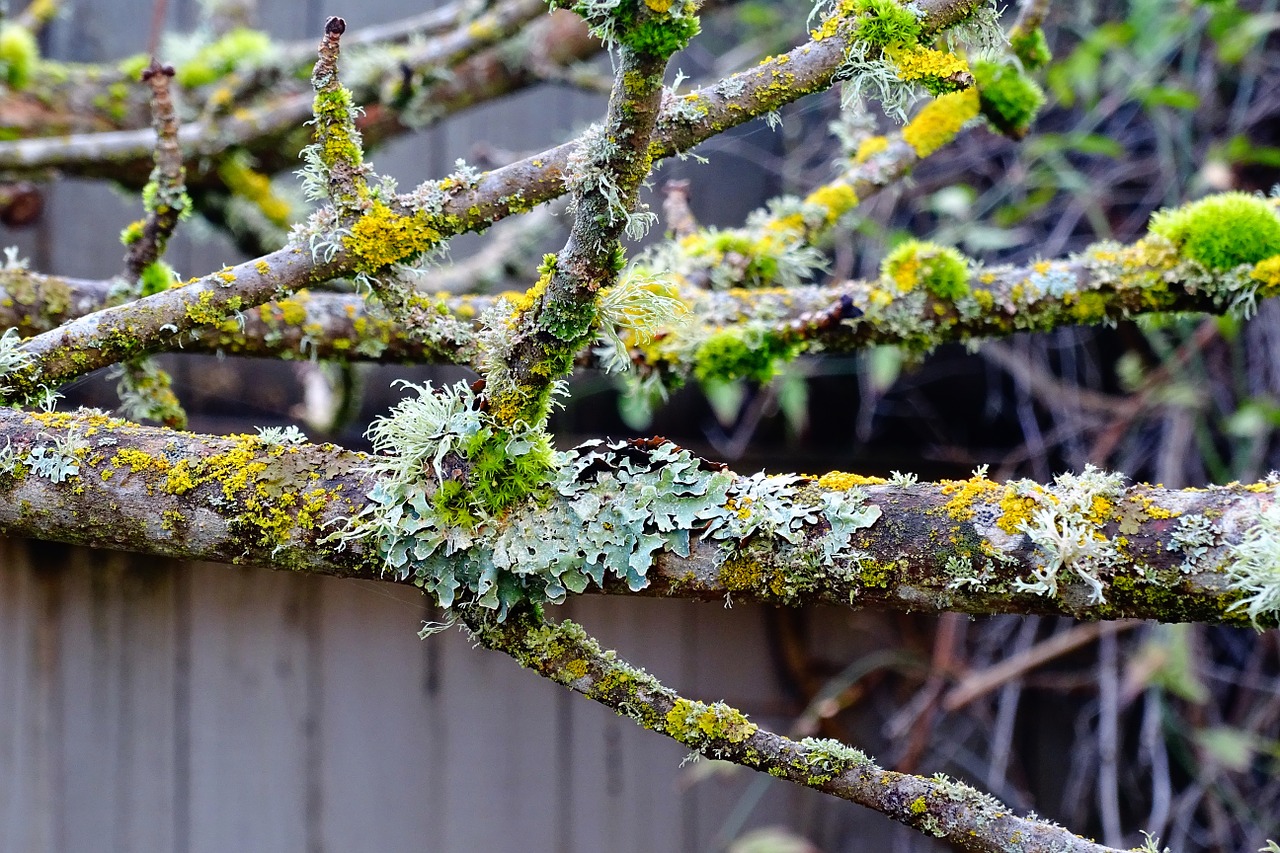 moss tree branch branches free photo