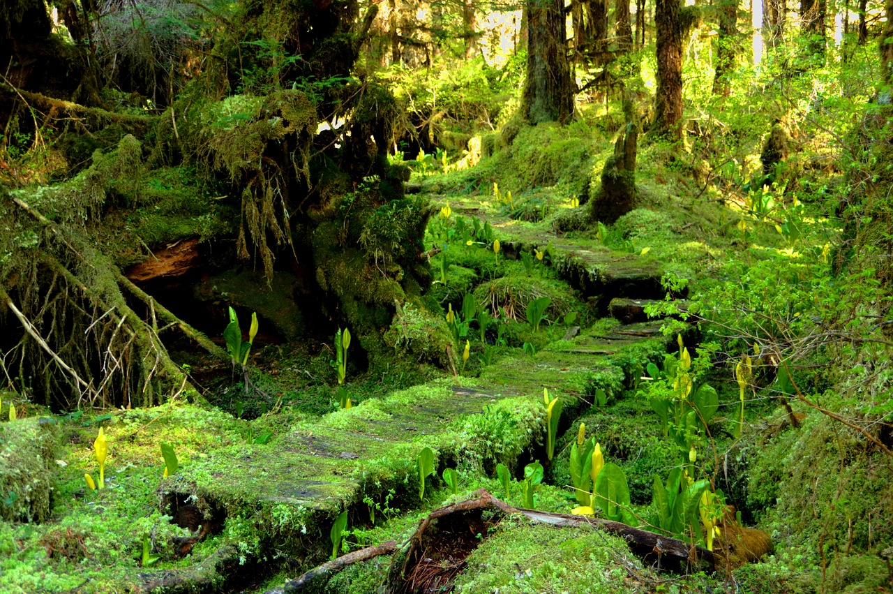 moss forest trees skunk cabbage free photo
