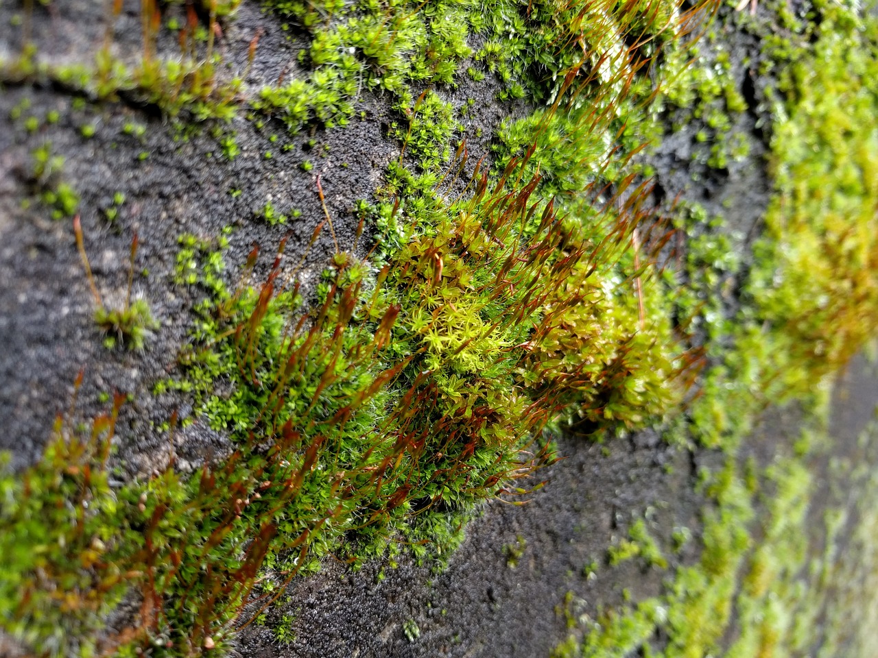 moss green rock free photo
