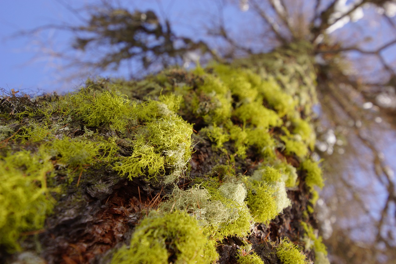 moss tree forest free photo