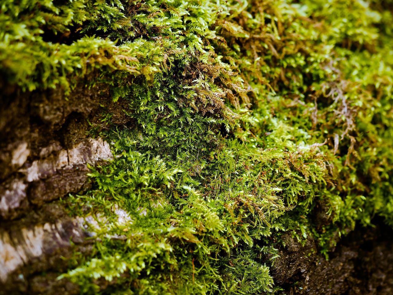 moss tree nature free photo