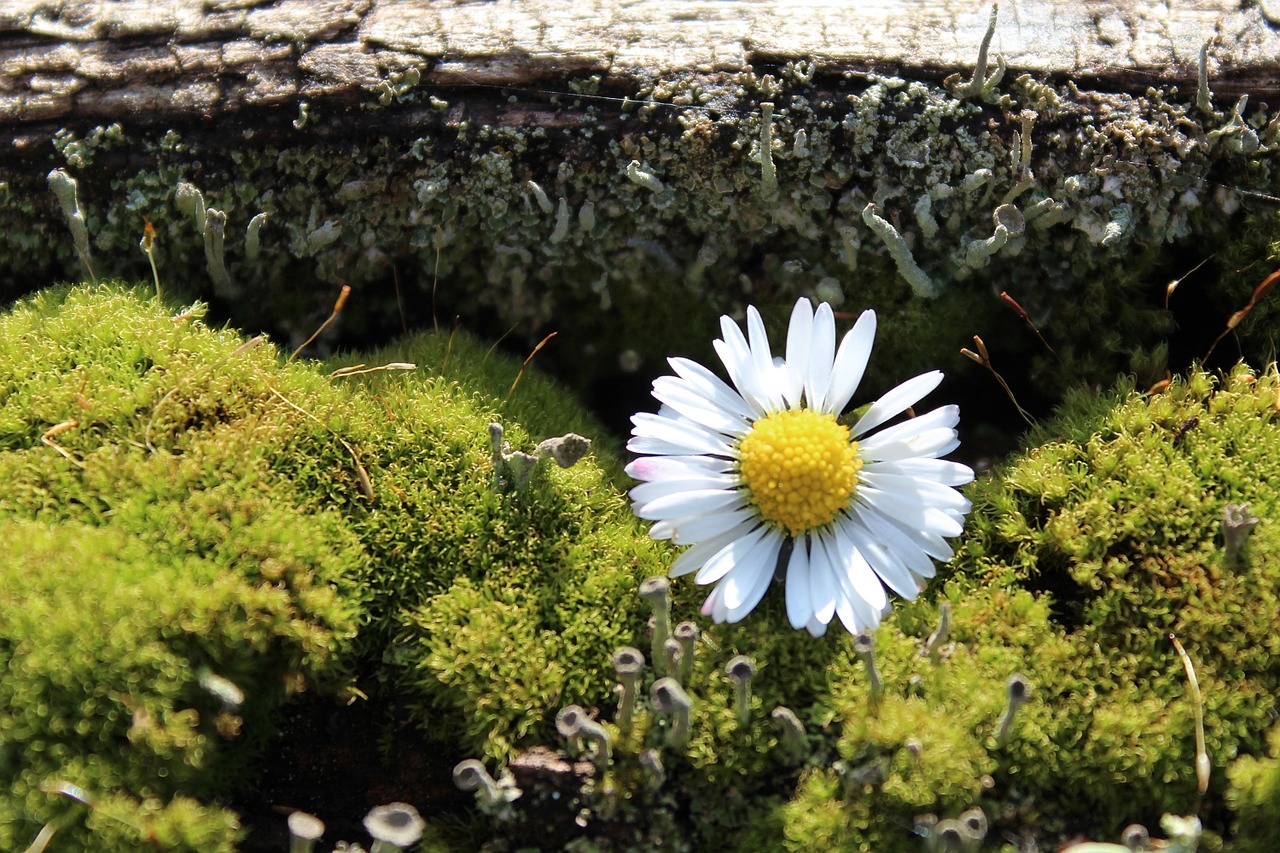 moss daisy deco free photo