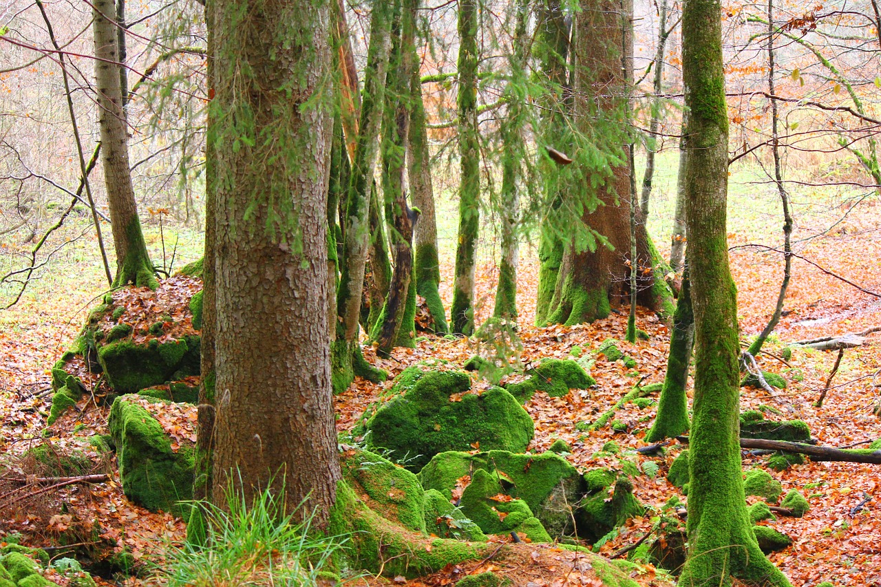 moss nature log free photo