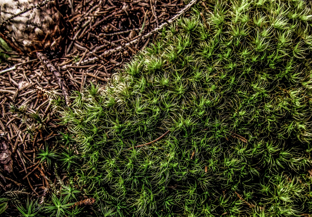 moss green nature free photo