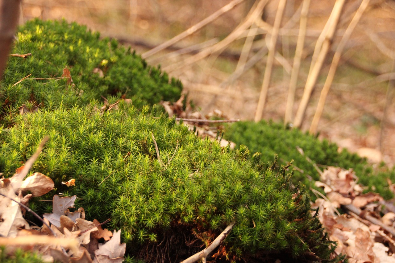 moss forest nature free photo