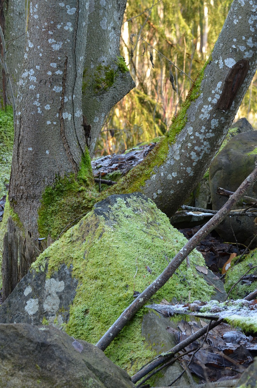 moss tree stone free photo