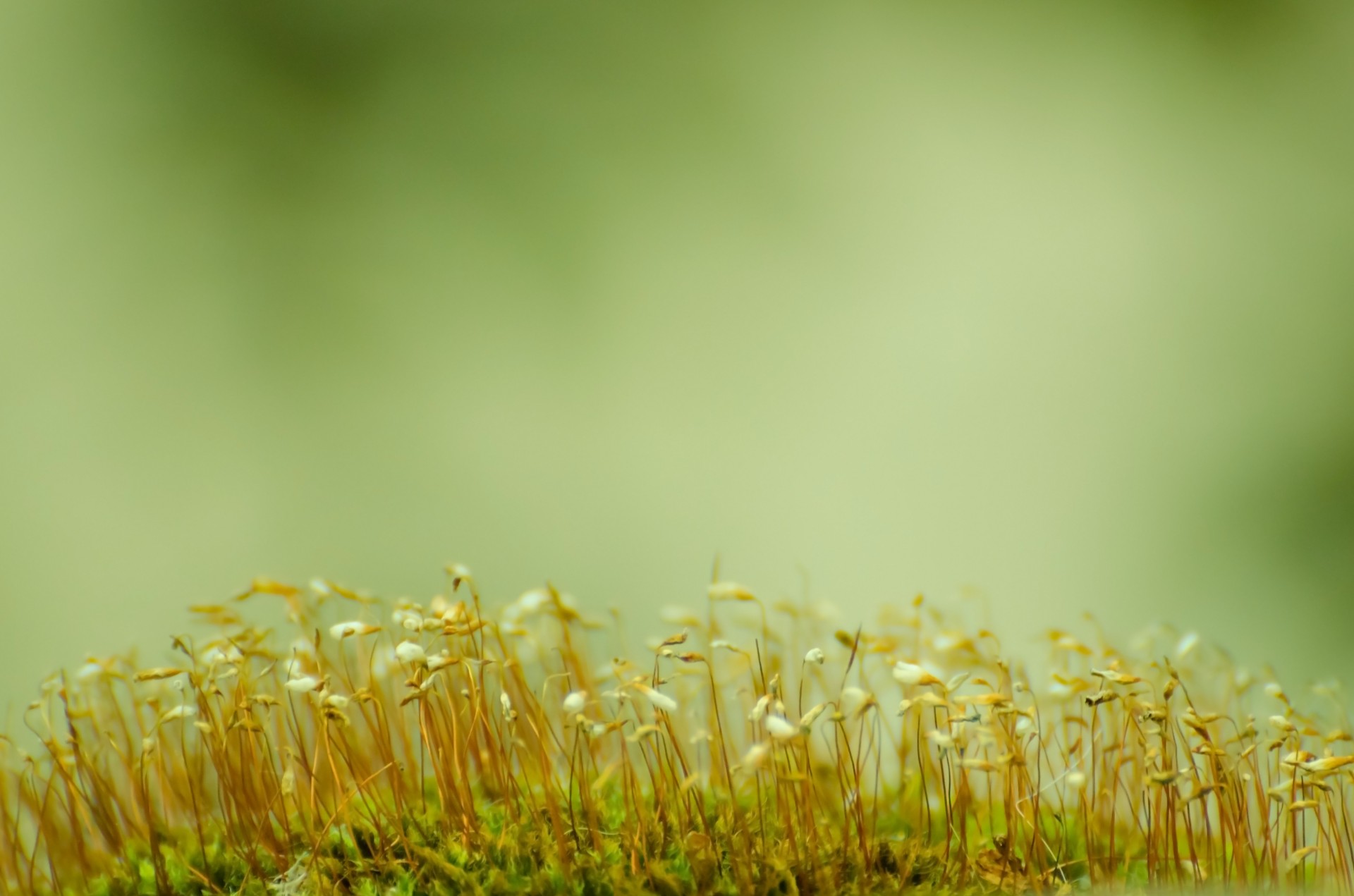 forest macro spring free photo