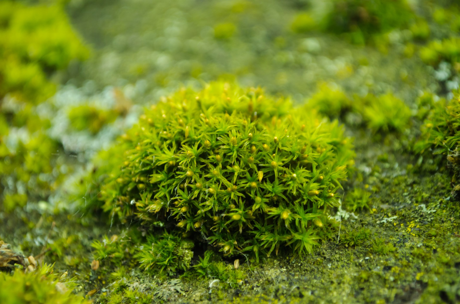 moss macro natural free photo