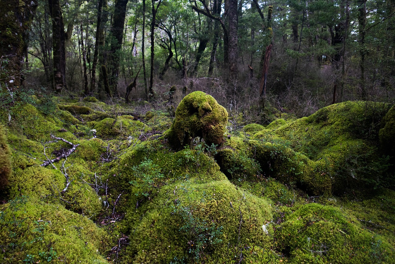 moss forest nature free photo