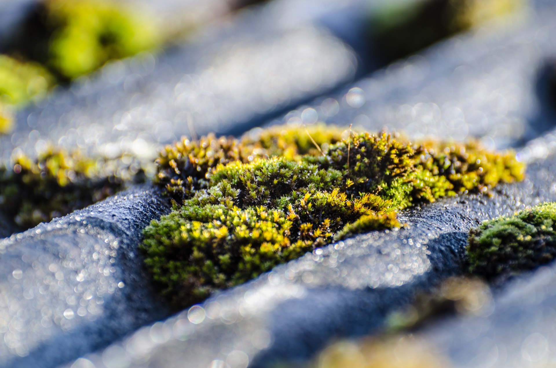 moss surface outdoor free photo