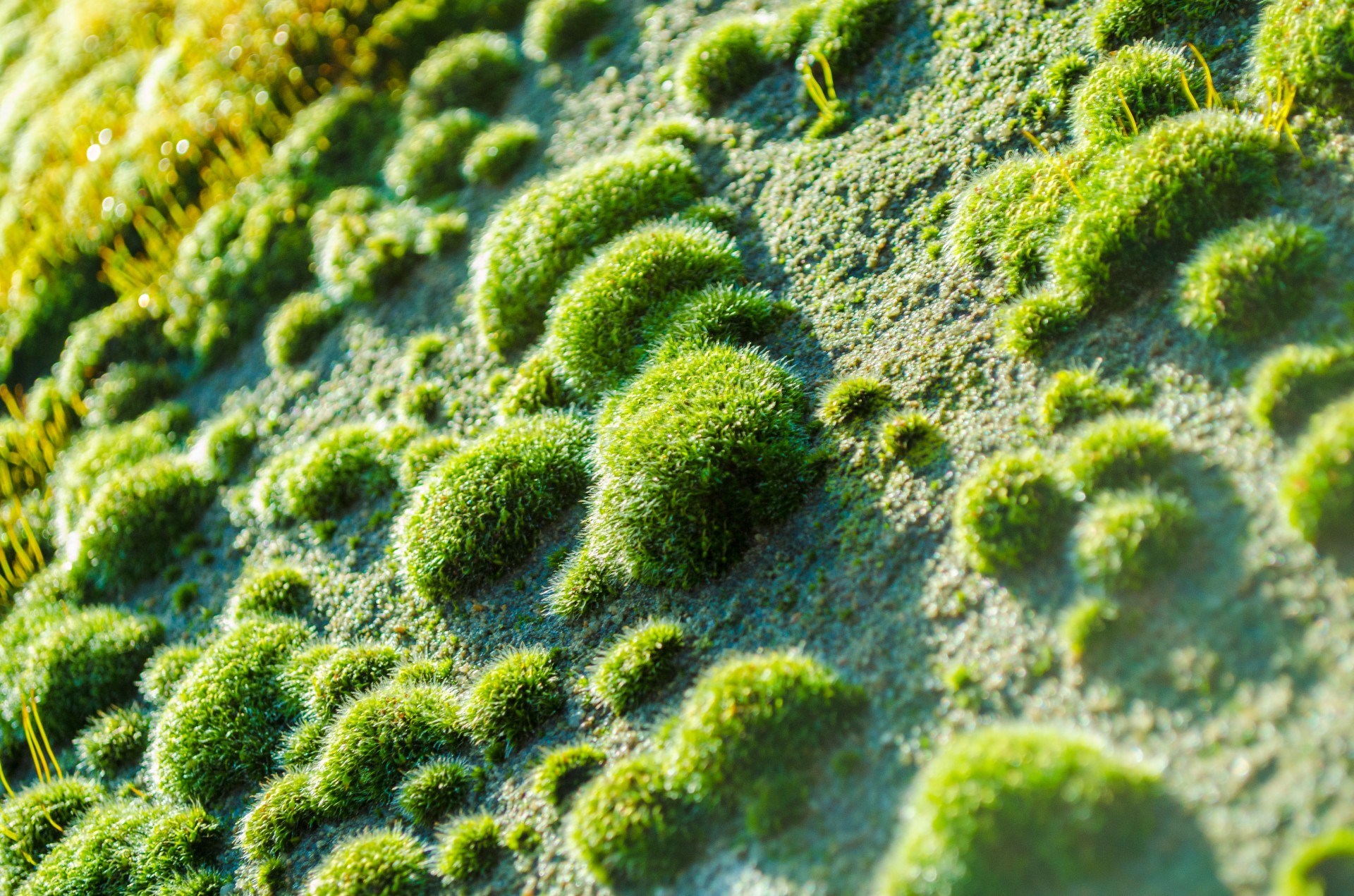 moss soft grass free photo