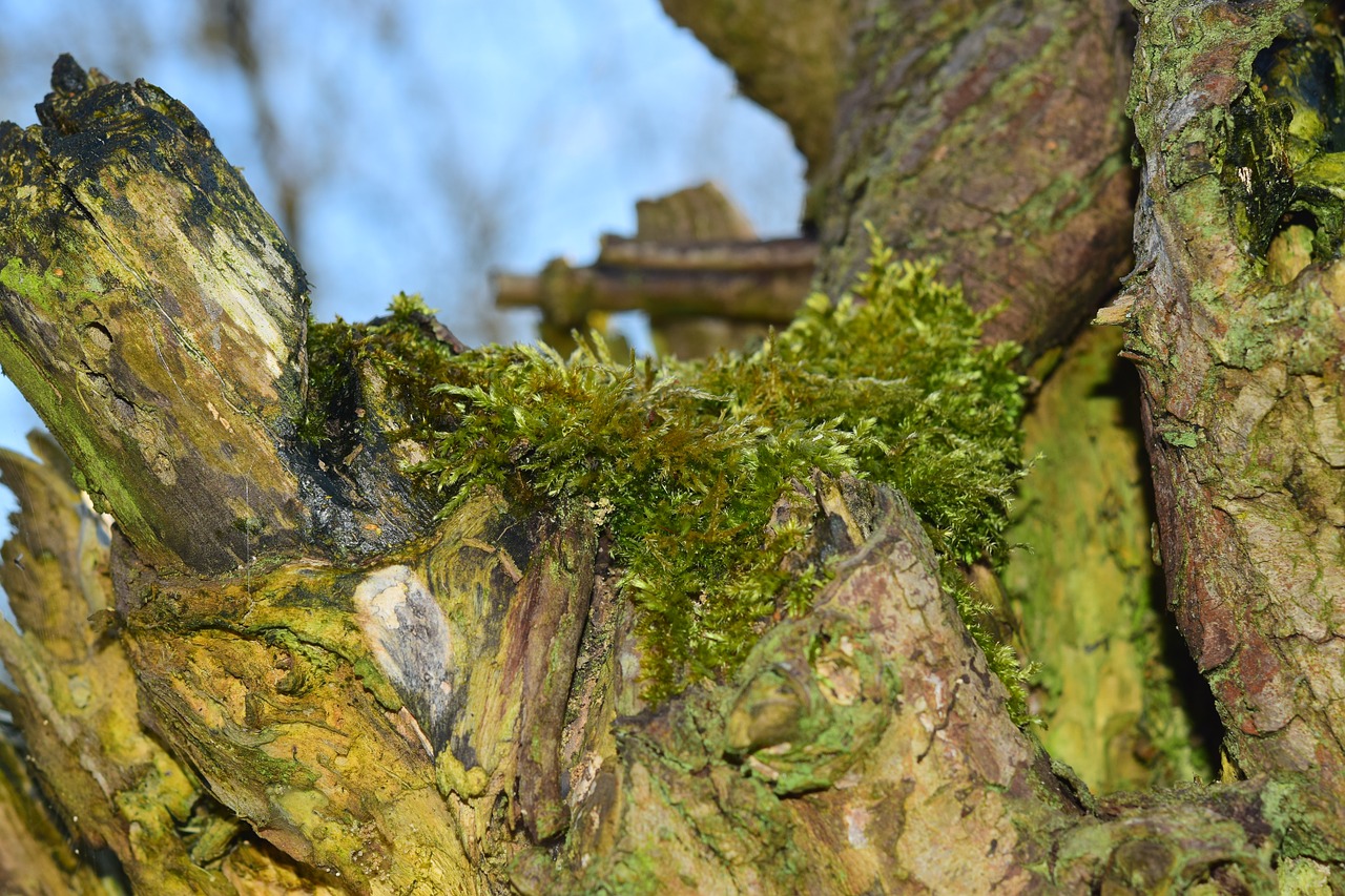 moss tree nature free photo