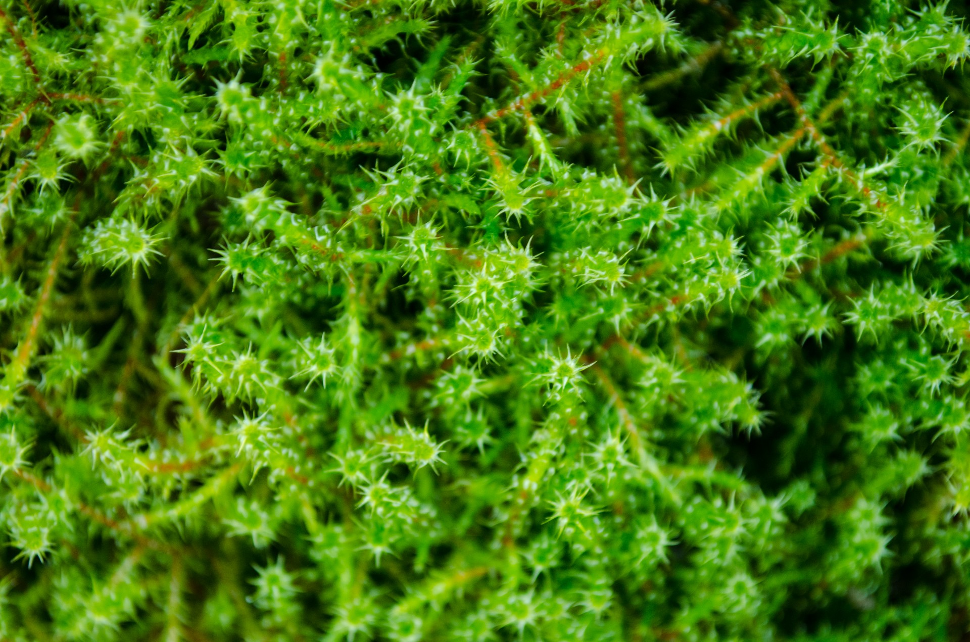 moss haircap common free photo