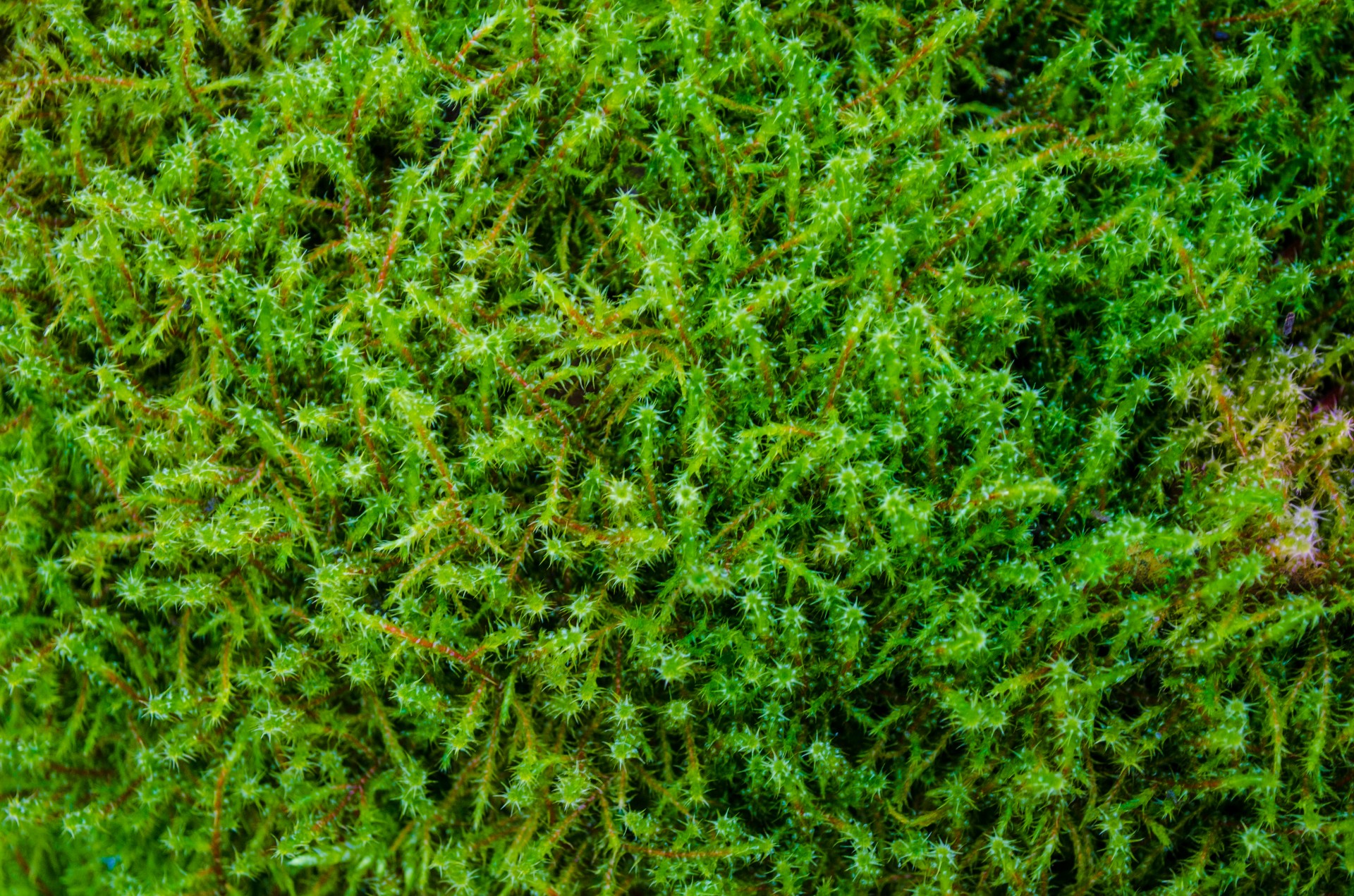 moss haircap common free photo