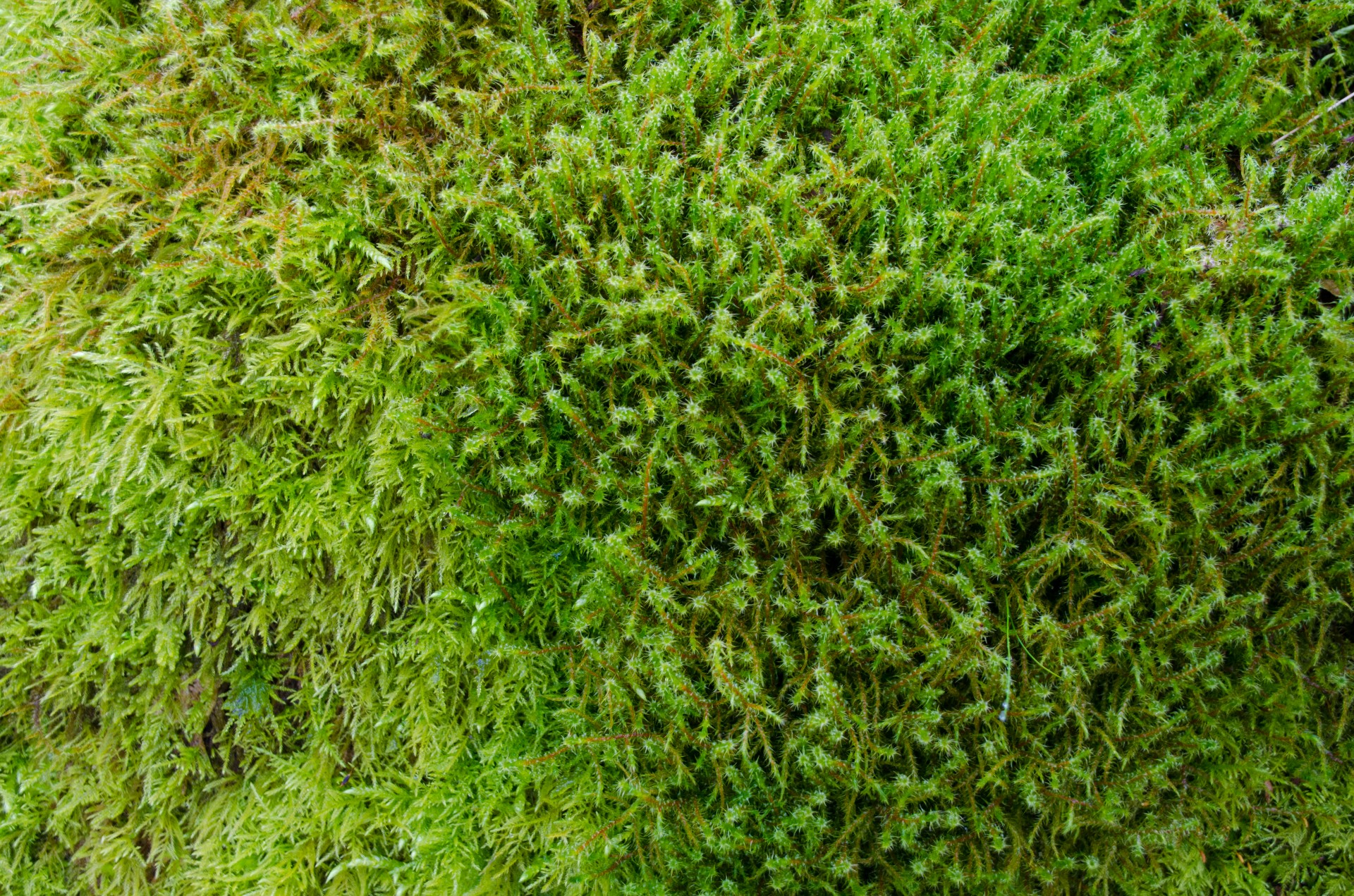 moss surface outdoor free photo