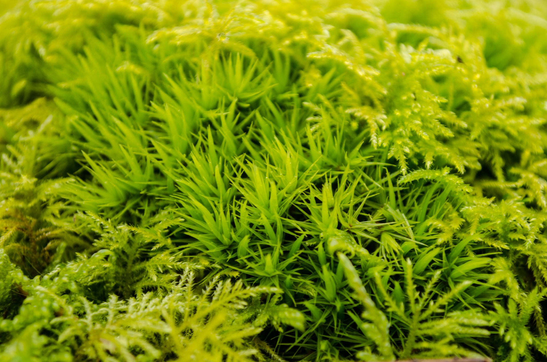 moss surface outdoor free photo