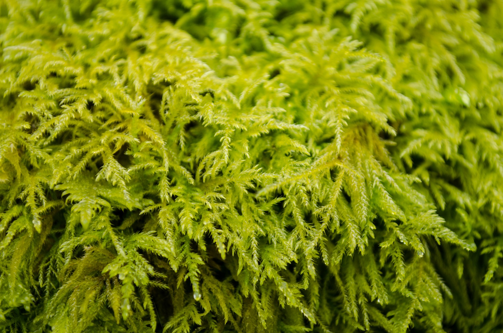 moss surface outdoor free photo