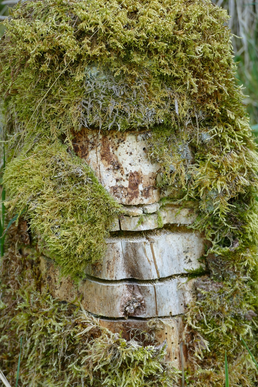moss notch tree stump free photo