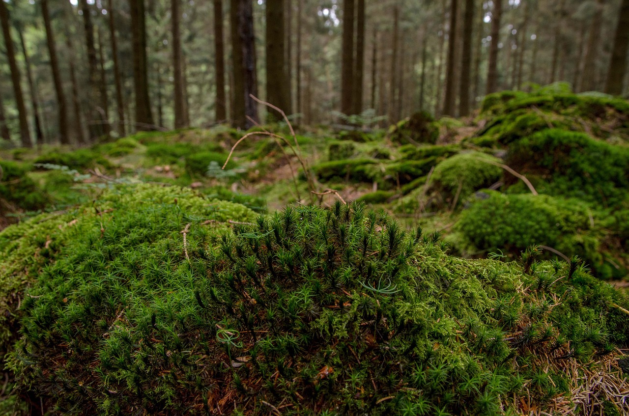 moss forest nature free photo