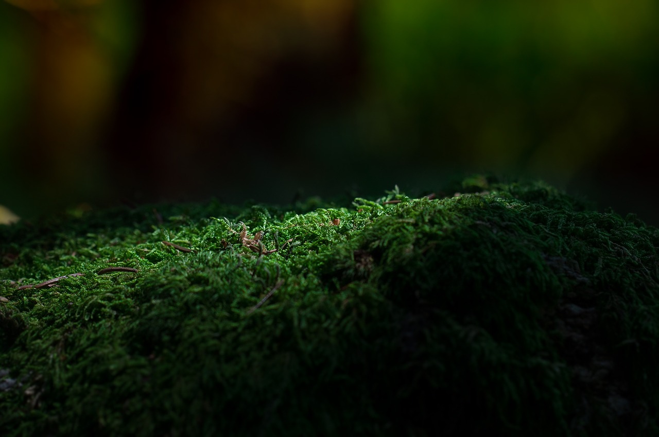 moss forest green free photo