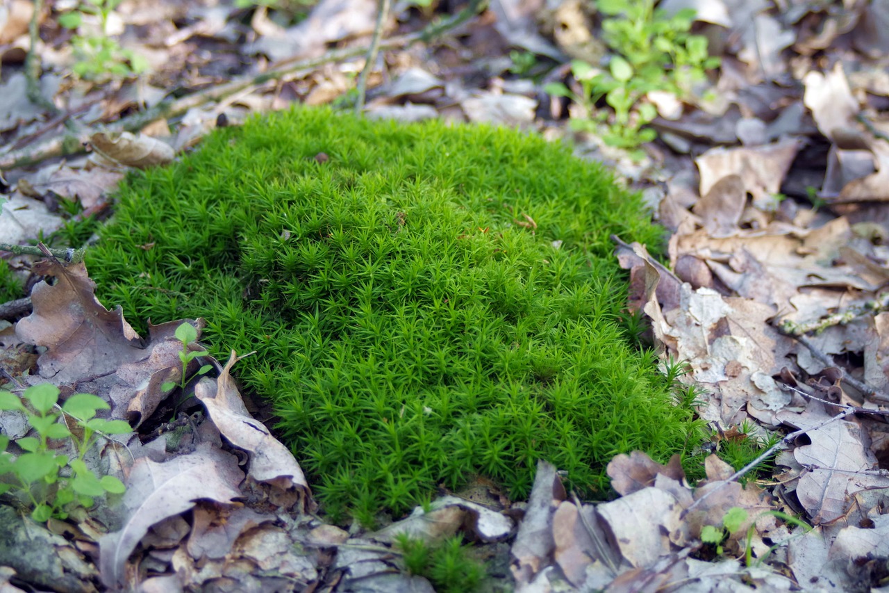 moss lichen undergrowth free photo